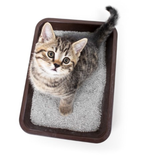 화장실에 있는 아기 고양이.