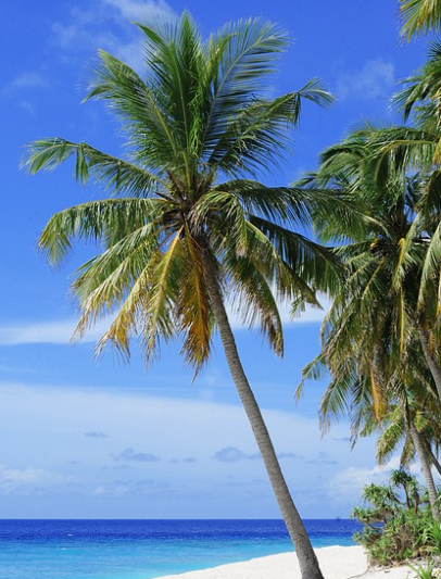 여름해변야자수바다