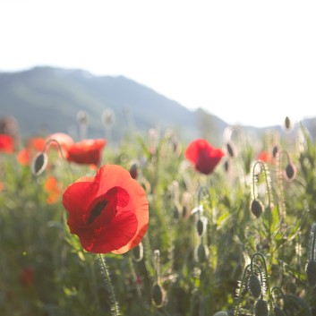 용수골 꽃양귀비축제