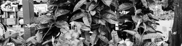 만데빌라 물주기