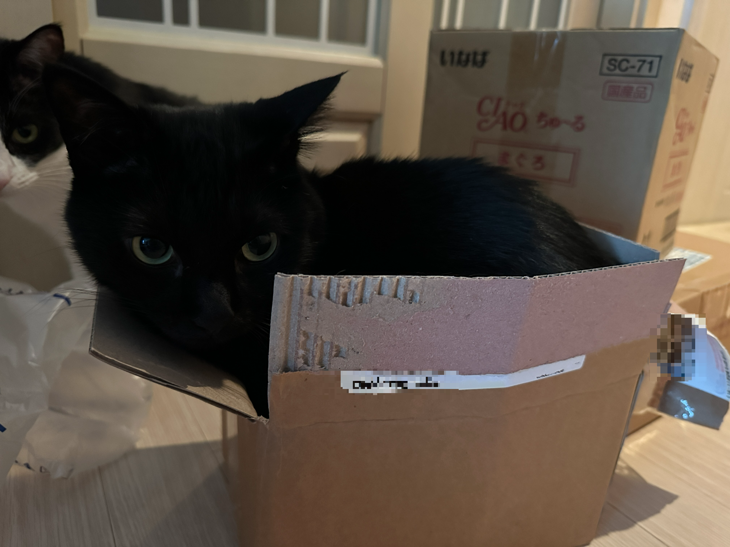 투슬리스 닮은 건이의 박스사랑. 특히 몸에 꼭 끼는 박스! (feat. 이번 포스팅의 뽀인트는 건이의 미모)