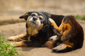 강아지 중이염/출처:어도비스톡