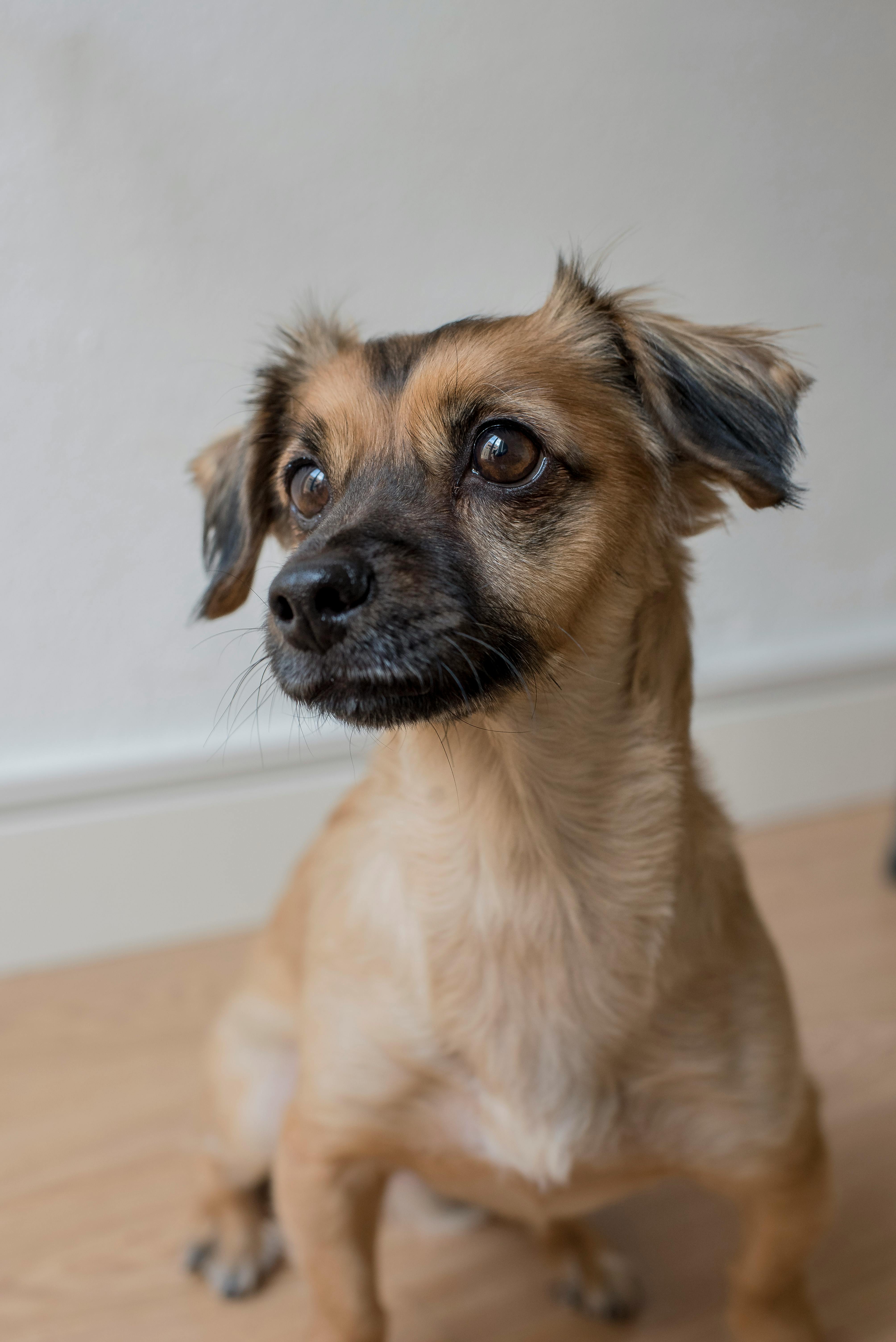 앉아서-응시하는-강아지