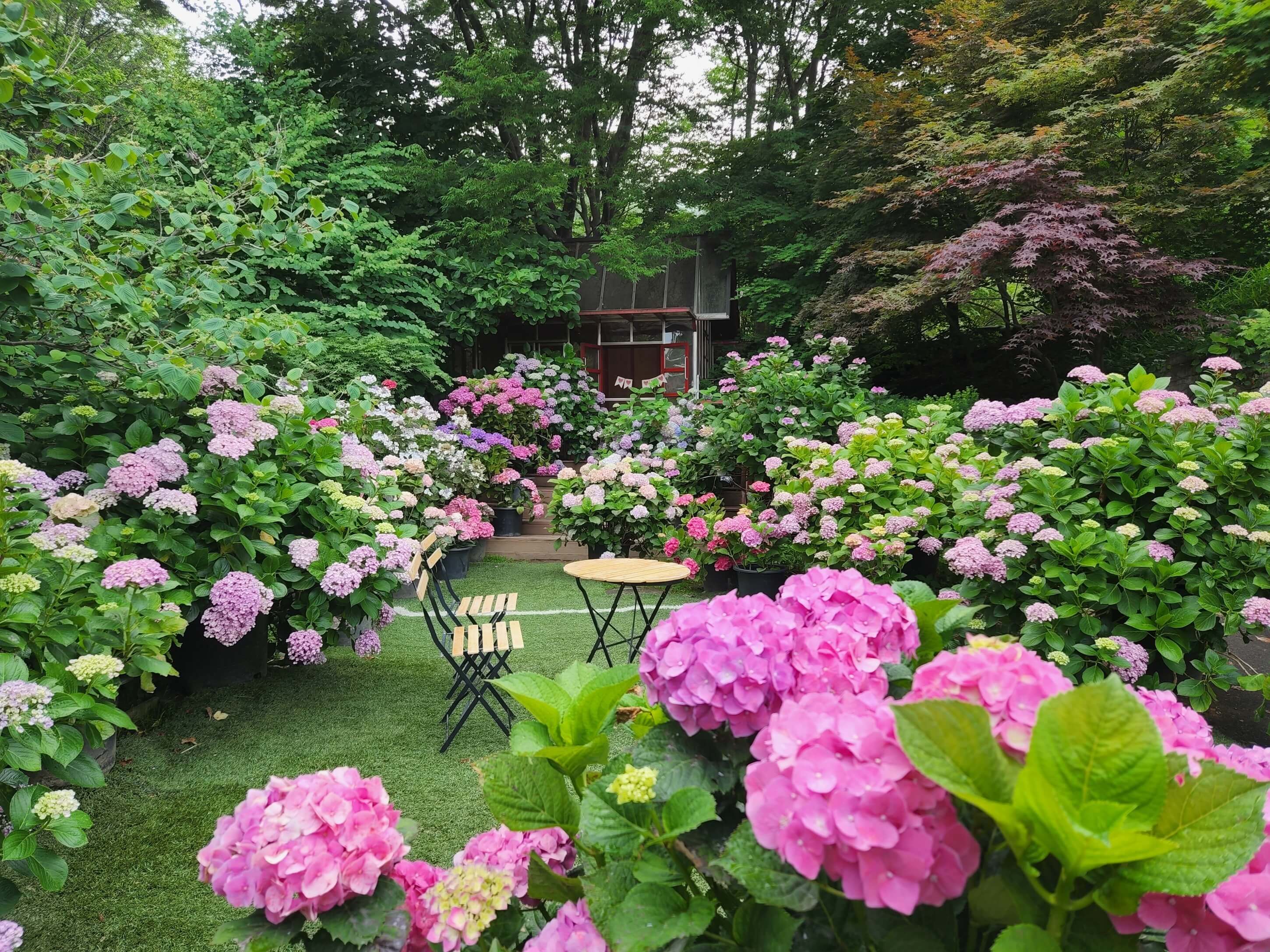 광주 율봄식물원 수국 축제