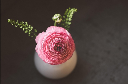 젊은 여성들이 뽑은 검색 순위 1위인 라넌큘러스 꽃 사진