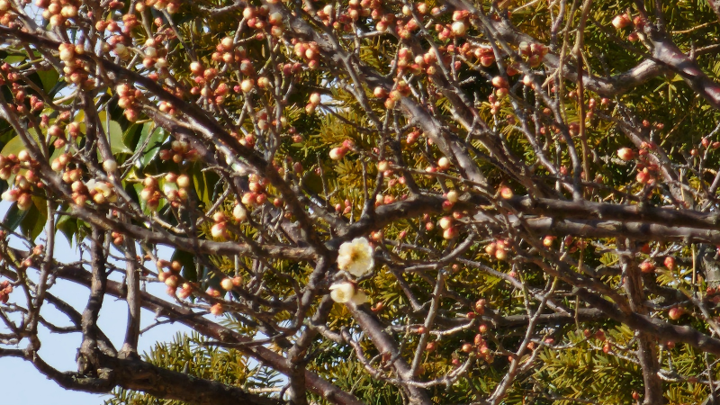 첫매화 부산 복천고분