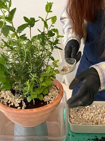 주방 허브 키우기 물주기 수확관리 세척보관 어르신도 간단 실천_5