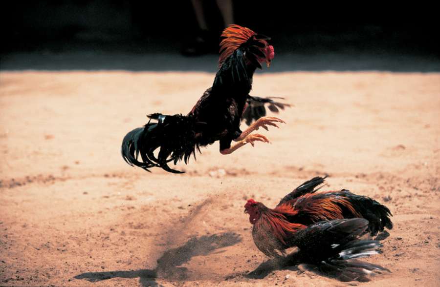 야생의 투계장에서 싸움닭 2마리가 서로 마주 보고, 한마리를 날으며 발로 공격하고 있고, 한마리는 방어를 하고 있는 것을 찍은 사진