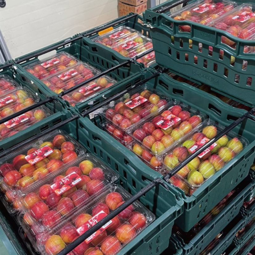 여름을 책임지는 자두, 새콤달콤 대석부터 진한 추희자두까지