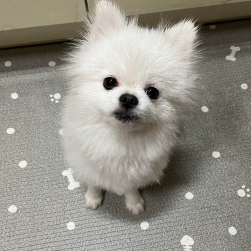 목욕한_강아지