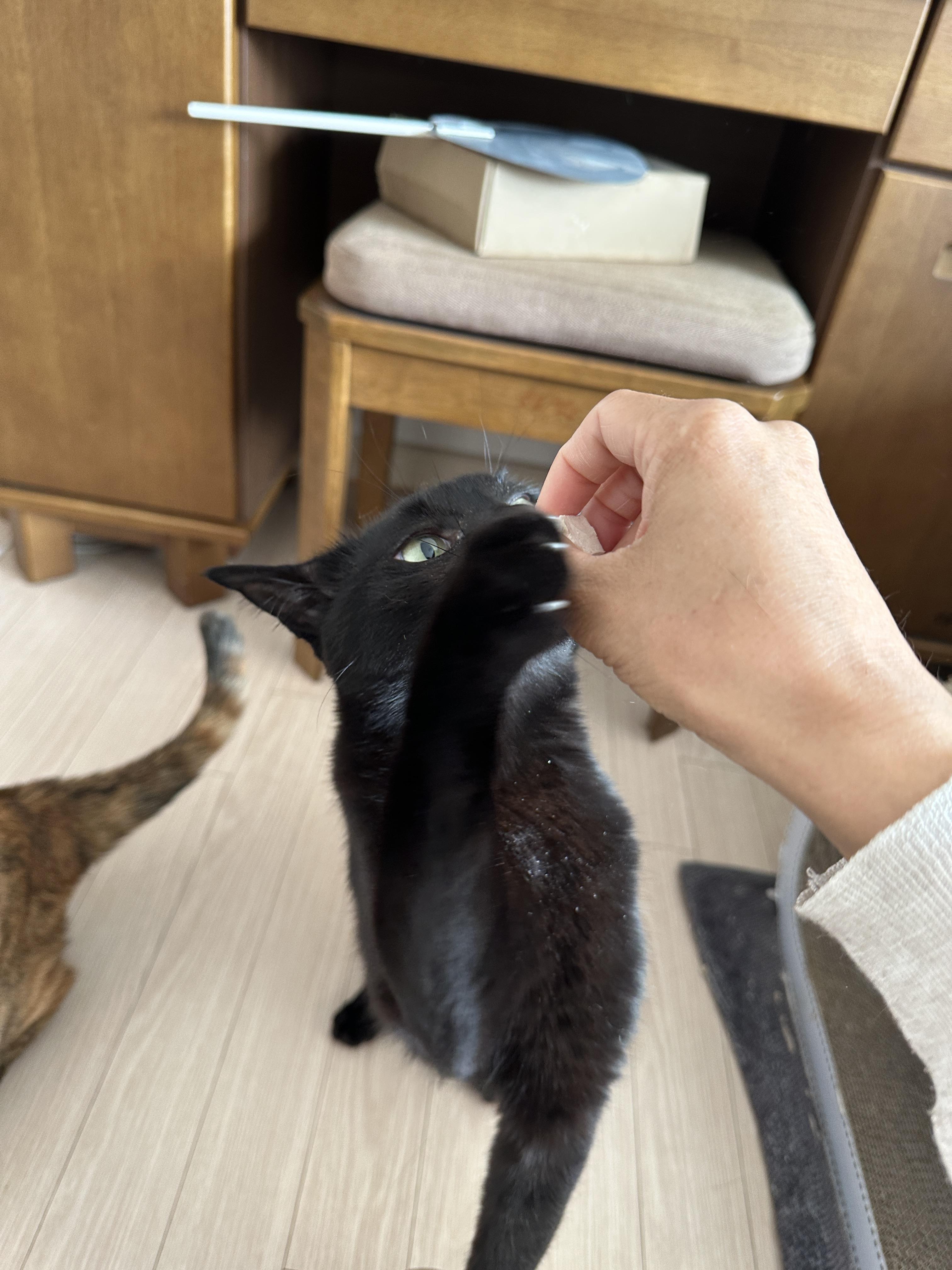 간식앞에서 기다릴줄 아는 '기다려'하는 고양이 사랑이 (feat.건이랑 막둥이)