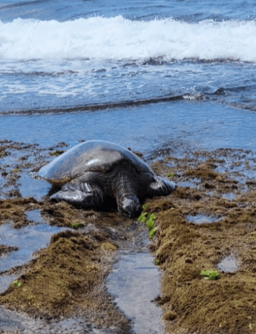 라니아케아비치먹이먹는거북이