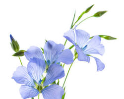 꽃아마 이미지 사진