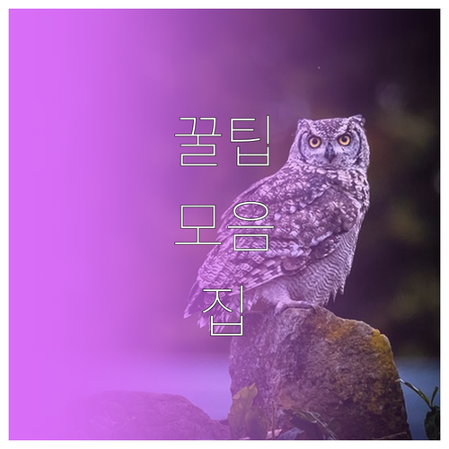 현명한 숙소 선택법: 예산에 맞는 유..