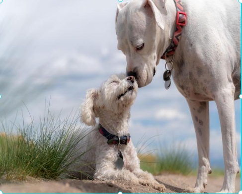강아지 끼리 서로 의지하는 모습