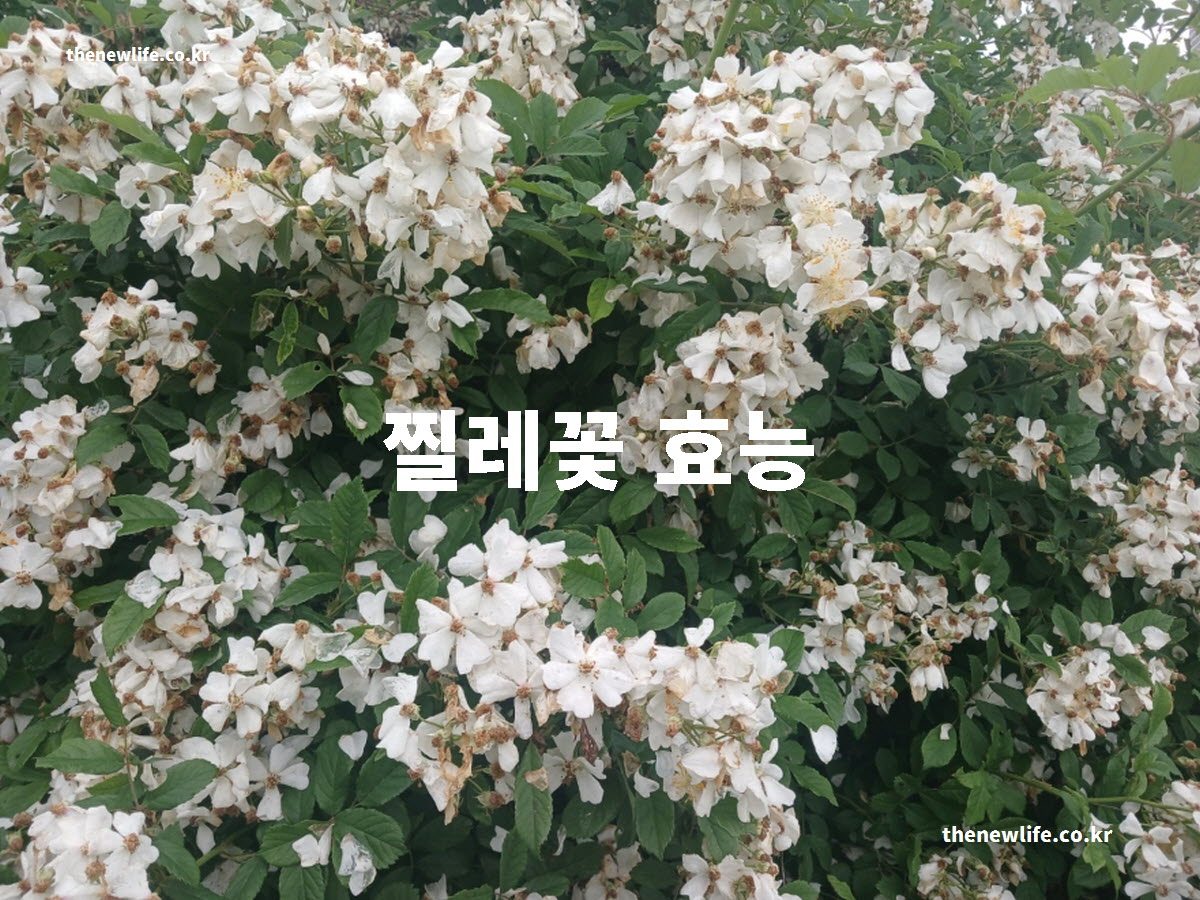 찔레꽃 효능 대표 실사진