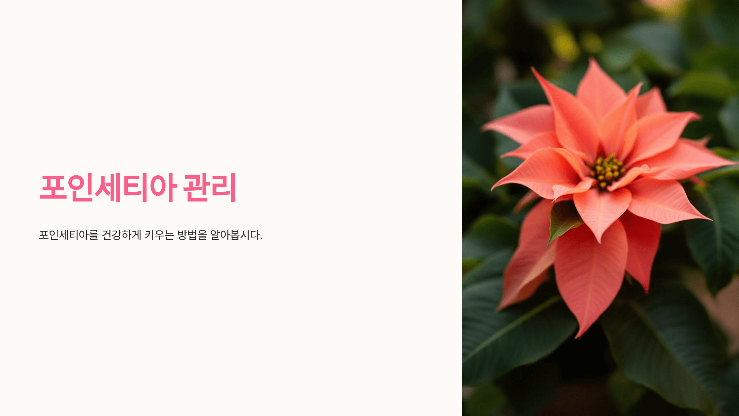 포인세티아 사진입니니다.