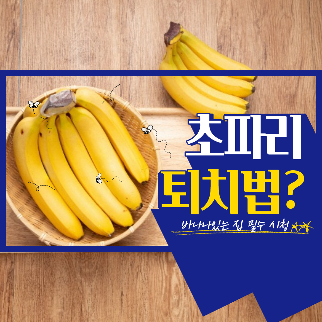 초파리 퇴치법
