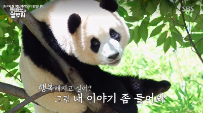 푸바오