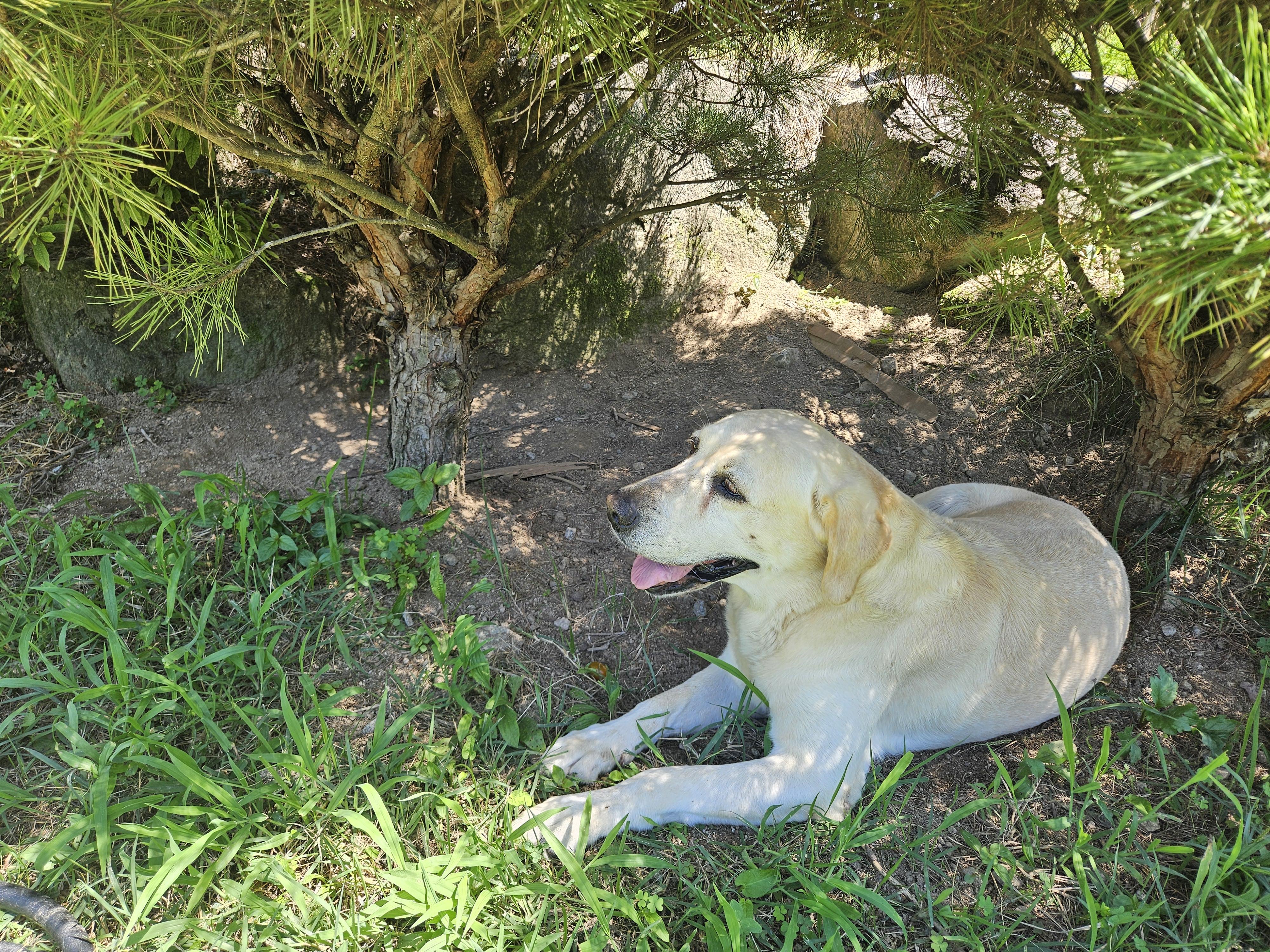 폭염 경보 속 반려견 케어법, 고체온증 이렇게 예방하세요 관련 사진