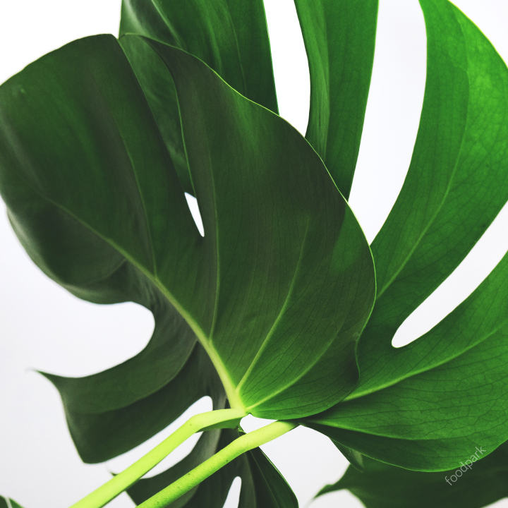 식물 공기 정화 효과