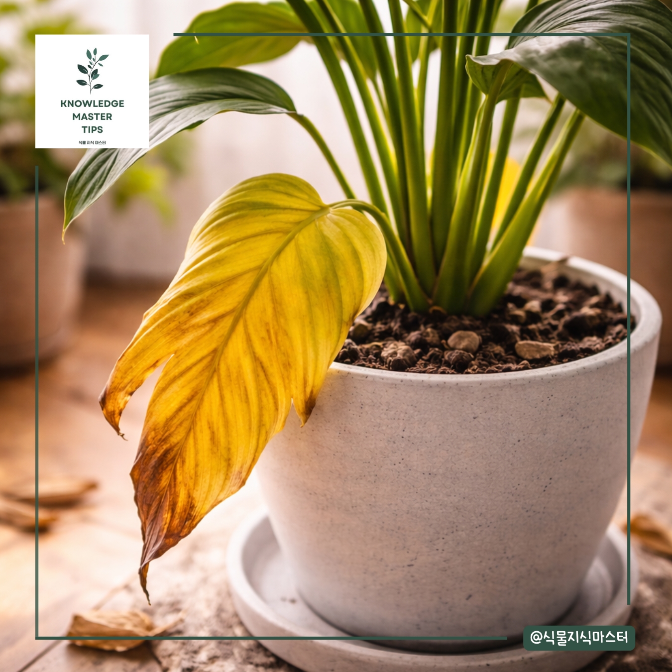 상한 잎은 과감하게 정리하세요