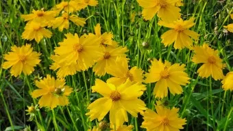 함안 악양생태공원 금계국 개화 시기와 사진 촬영 팁_14