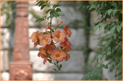 담장에 핀 능소화