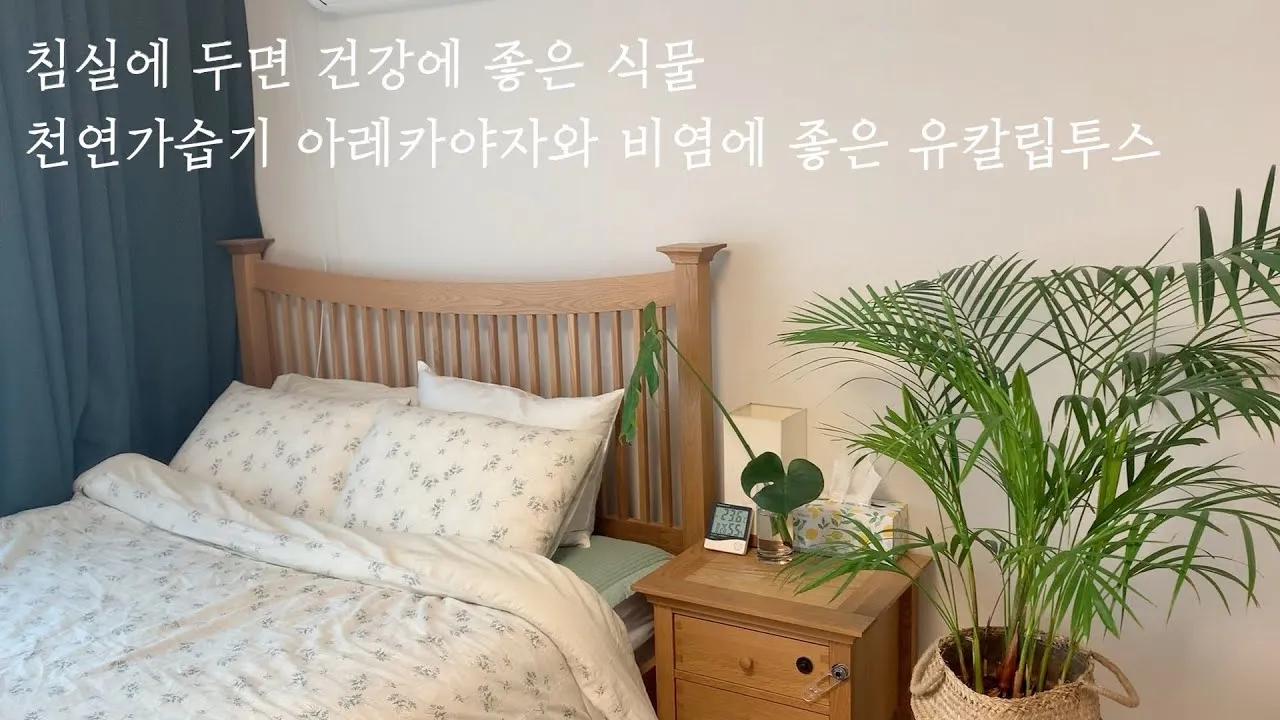 침실 식물 추천 공기정화기능 물주기 관리 향기 숙면 도움 되는 종류_7