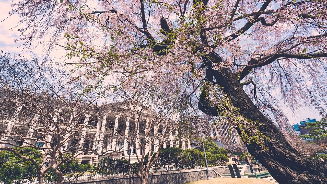 보은 벚꽃길 축제