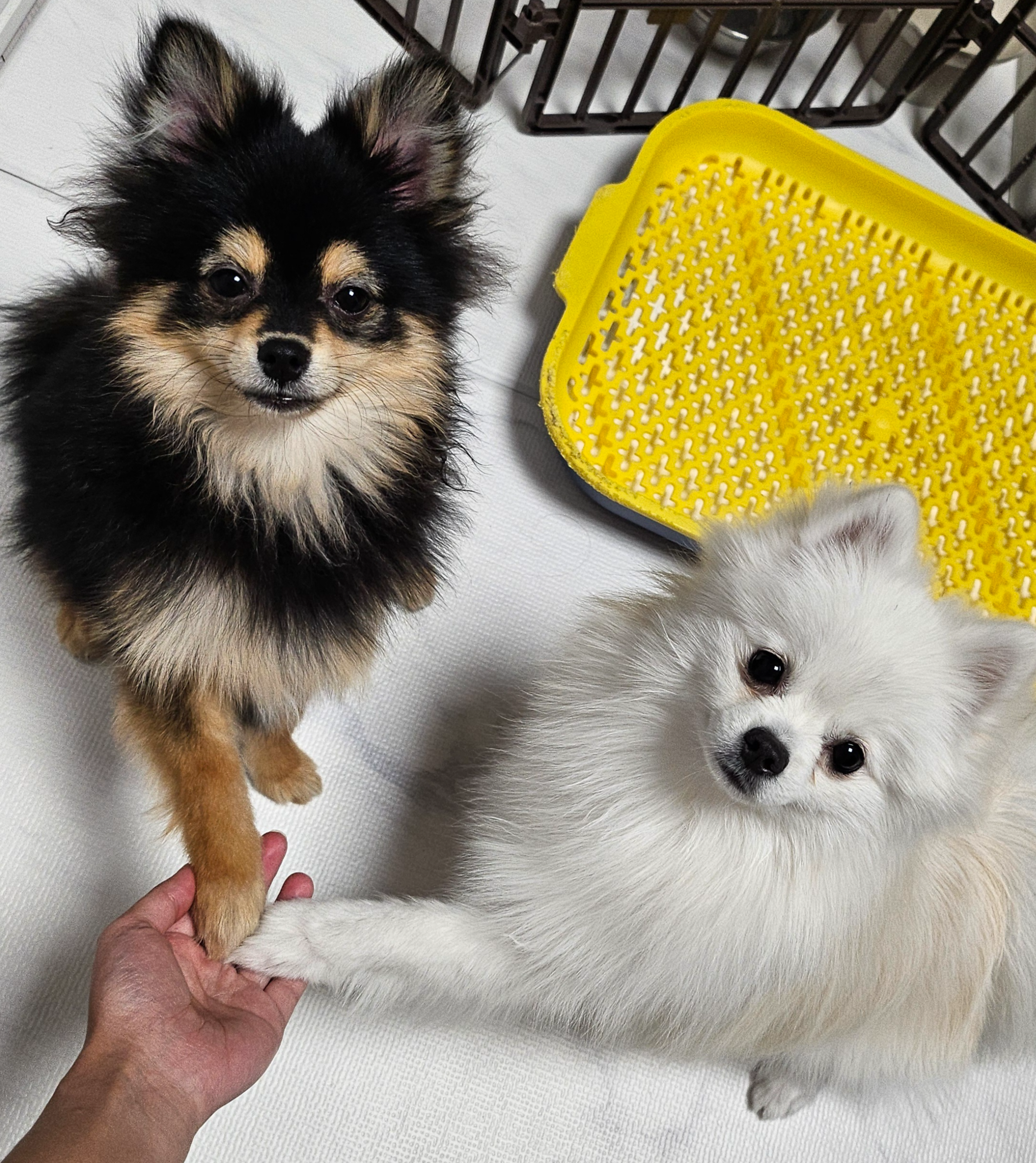 미끄럼방지 패드에서만 뛰기로 약속!