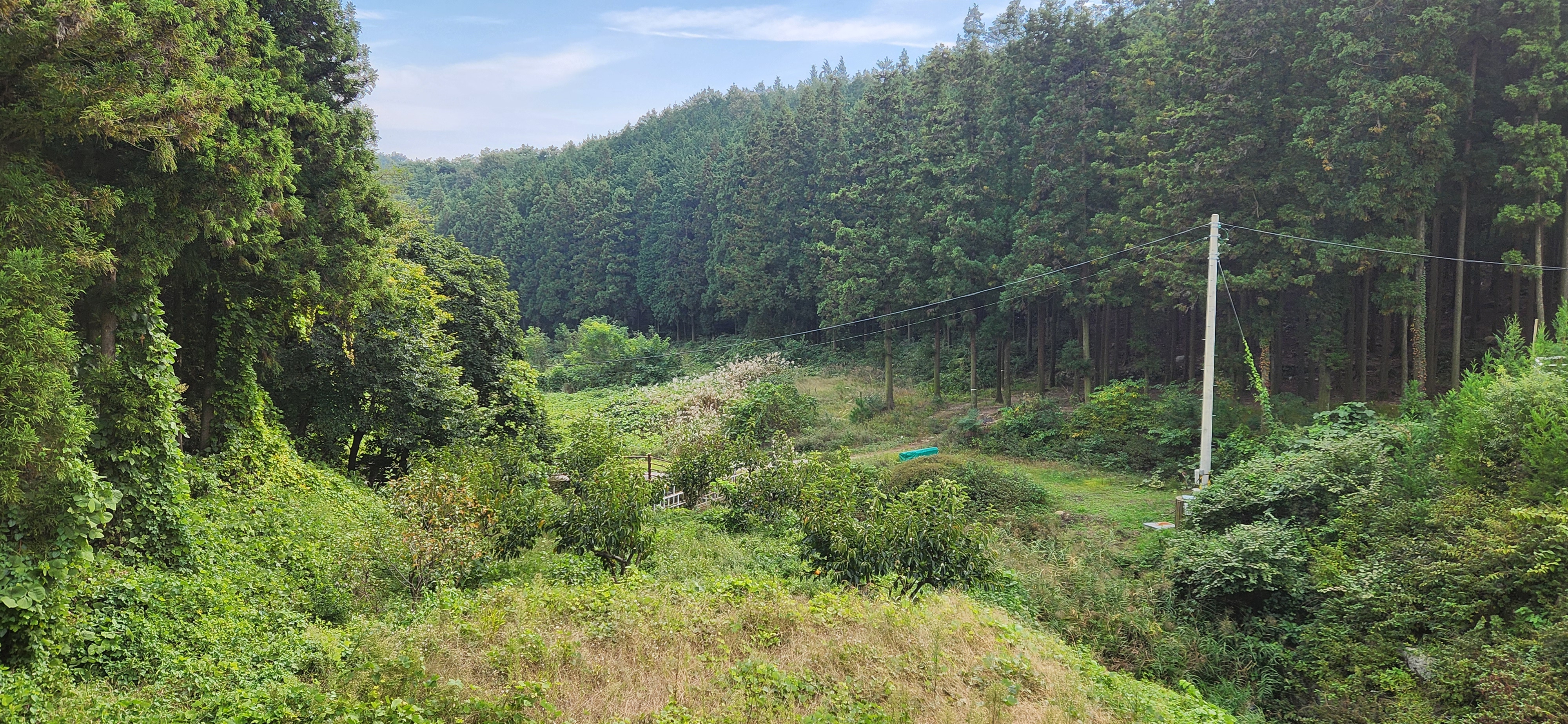 금빛휴양타운 앞 편백나무 숲