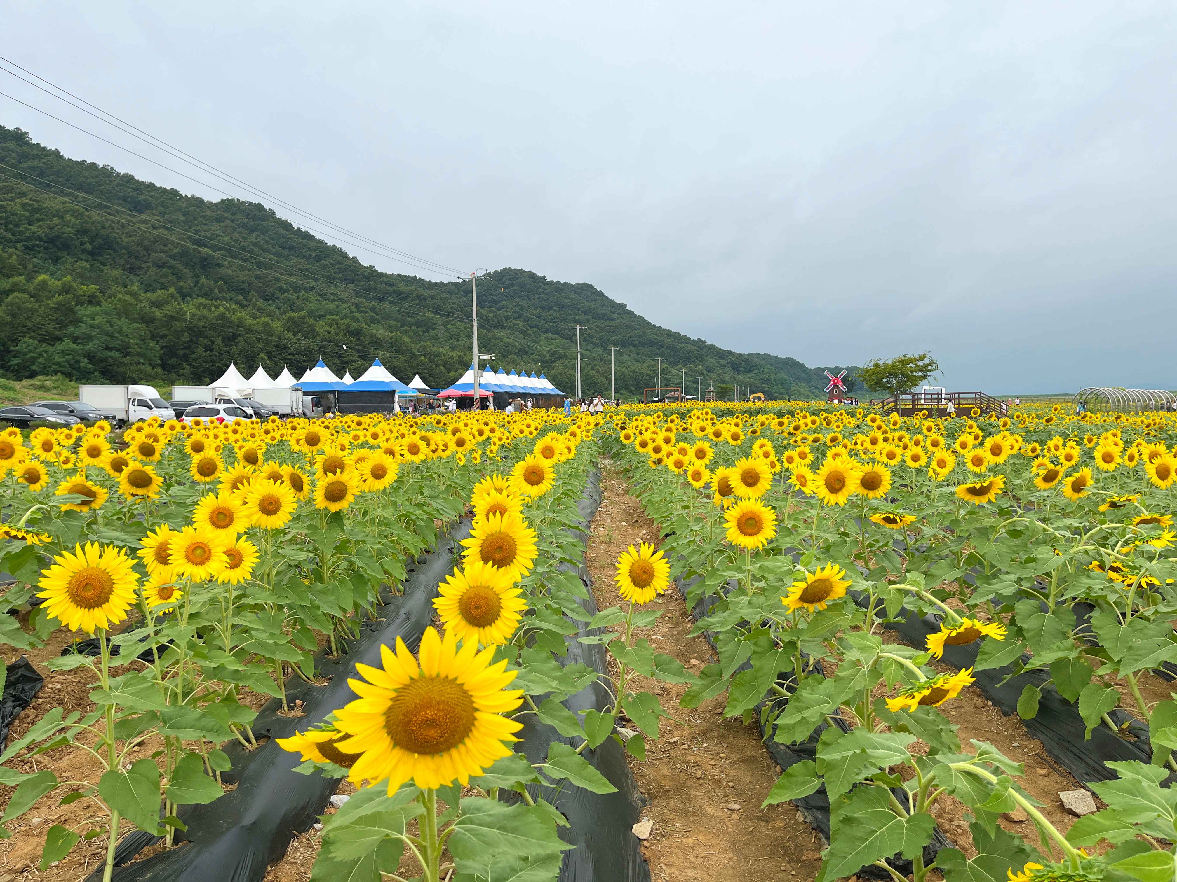강화도 교동 난정 해바라기 정원 축제