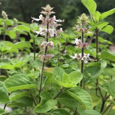 티트리잎 홀리바질 효능 4가지