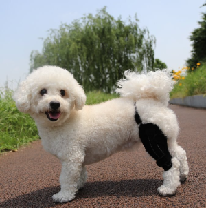 슬개골 탈구 보호대를 착용한 강아지사진