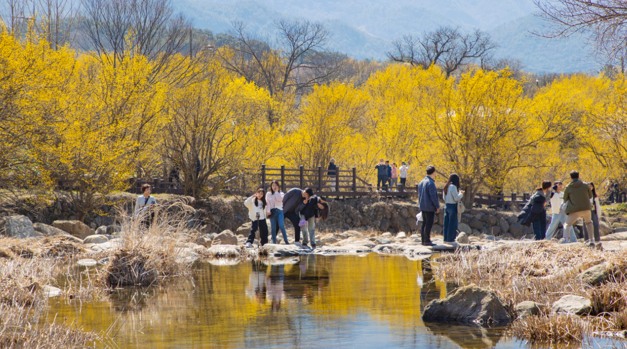 구례산수유꽃축제