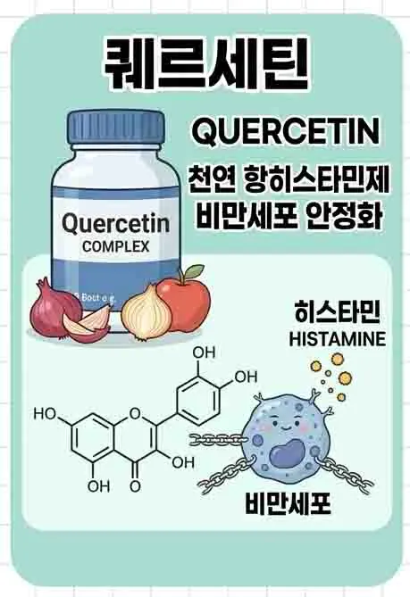 퀘르세틴이 비만세포를 안정화하여 히스타민 방출을 억제하는 천연 항히스타민제 역할을 설명