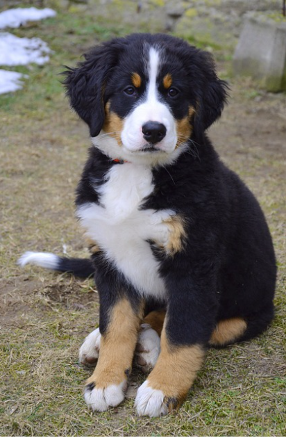 강아지의 그루밍과 위생 관리