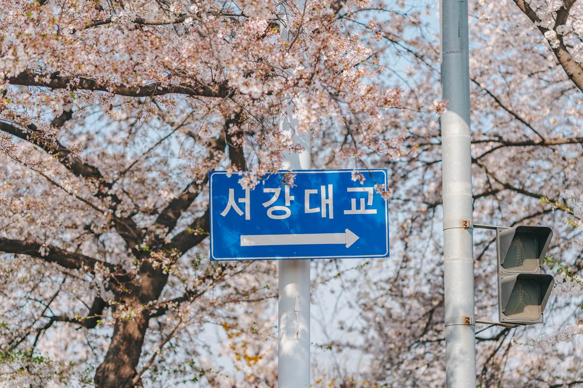 여의도-윤중로-벚꽃길-사진