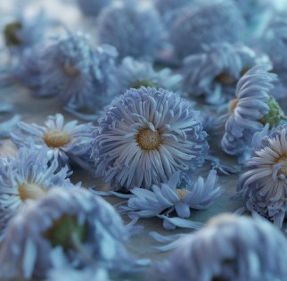 국화차 효능 부작용