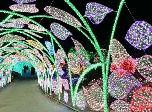 아침고요수목원-오색별빛정원전-나뭇잎