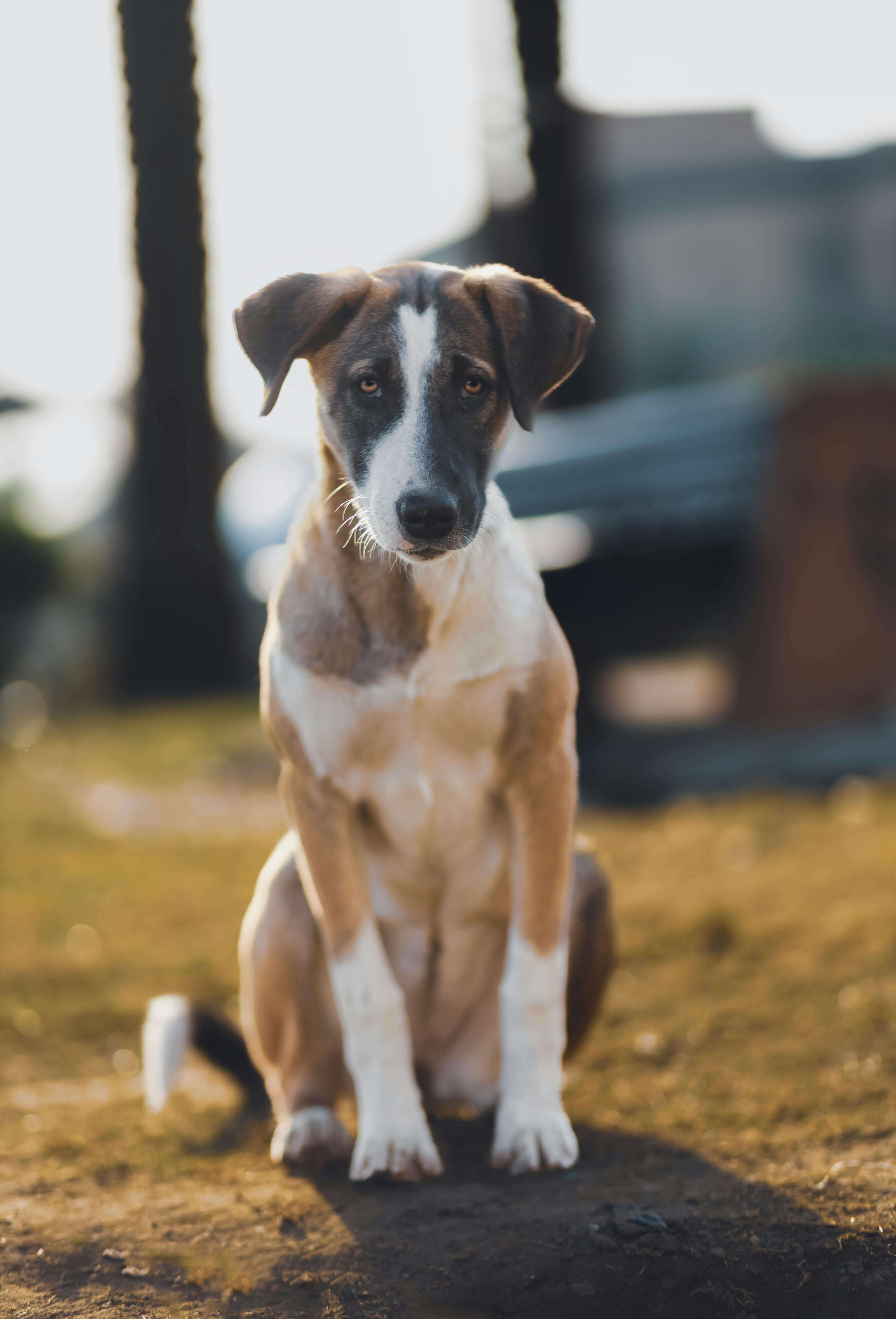 겨울철 강아지 제철과일 및 채소 주면 안되는 과일 주의사항