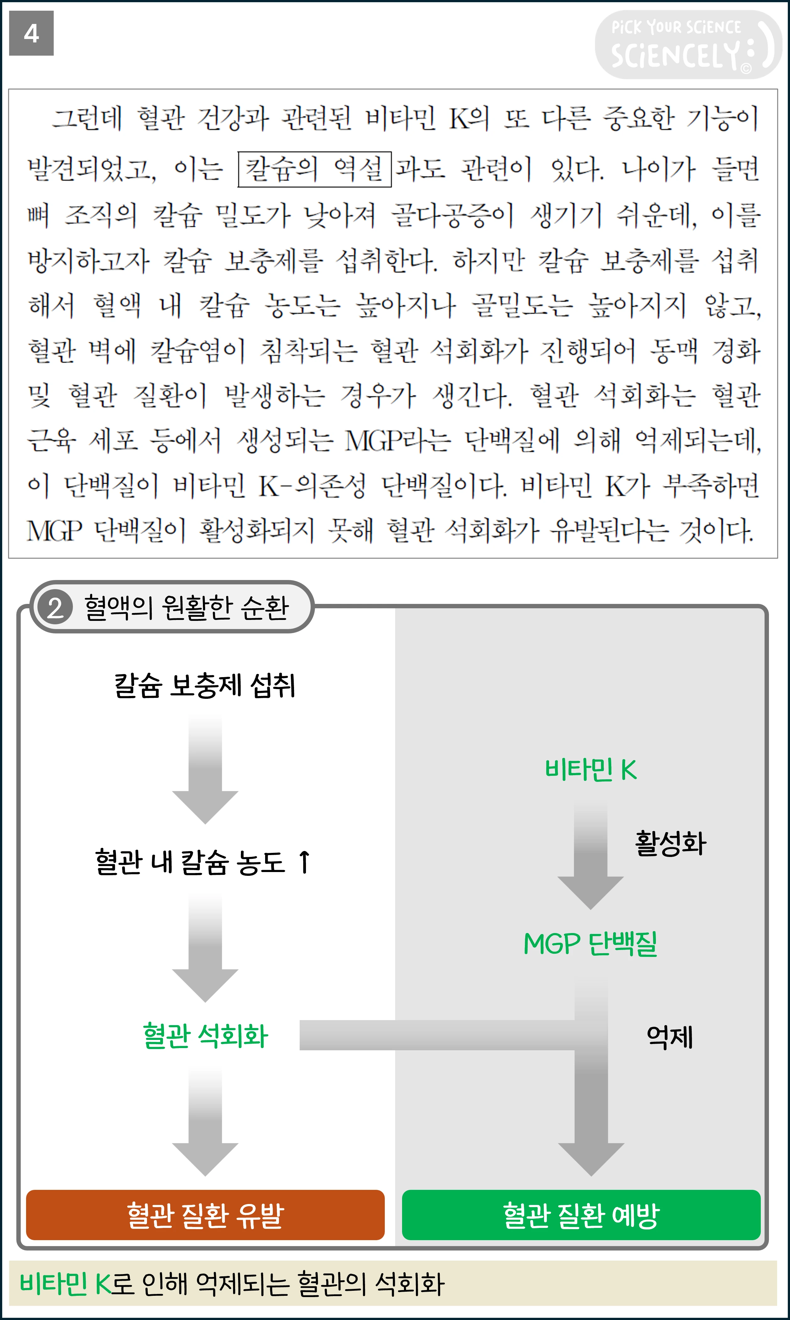 국어 독서 과학기술, 국어 비문학 과학기술, 23학년도 고3 6평 Q10-13, 혈병과 비타민K, 4문단