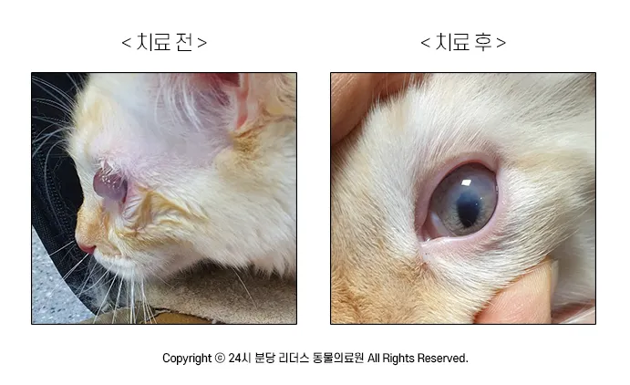 고양이 주요 눈 질환 7가지 증상 원인 치료법_4
