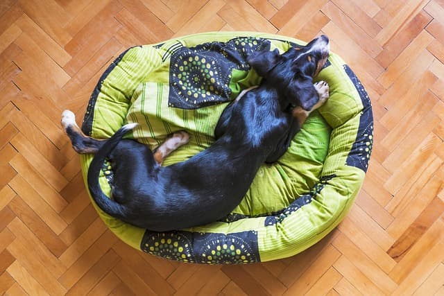 canine atopic dermatitis