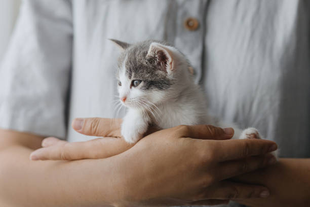 고양이 화장실 사용 교육