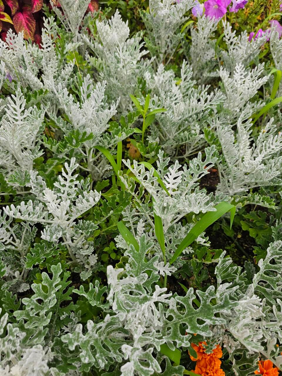 장애인 맞춤형 주거복지 제도 연구