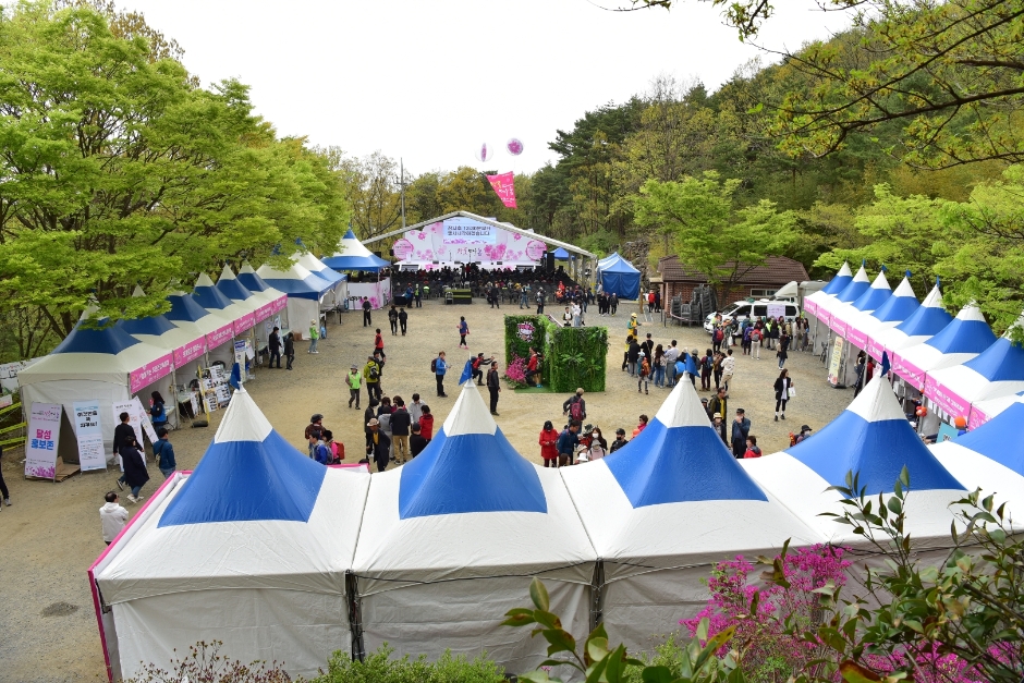 제 28회 비슬산 참꽃문화제 특징
