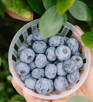 제주블루베리
