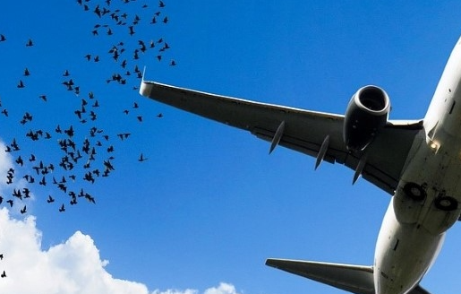 사보타주 뜻 의미 제주항공